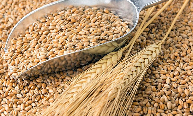 Wheat Gluten